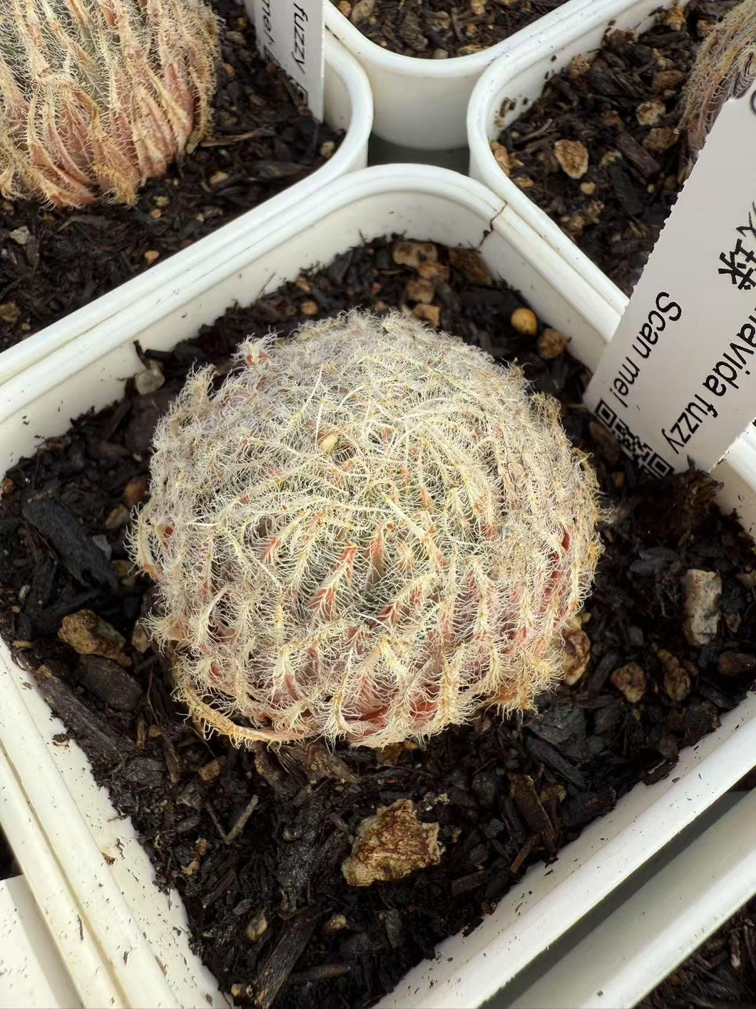 Haworthia fuzz ball Rare Succulent Live Plant Live Succulent Cactus