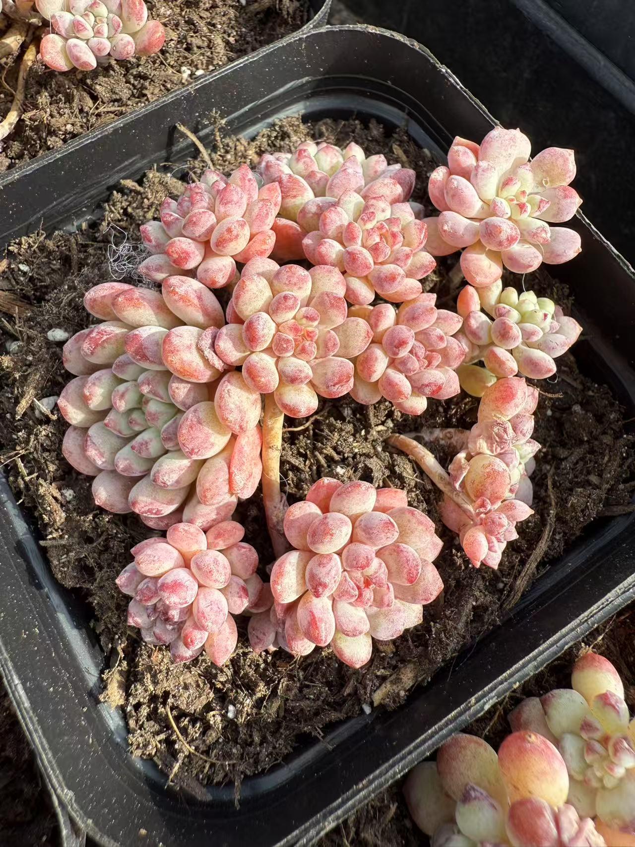 Echeveria cute beans – cactus cat succulents