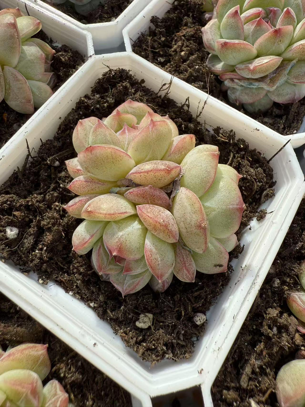 Echeveria kuromi Rare Succulent Live Plant Live Succulent Cactus