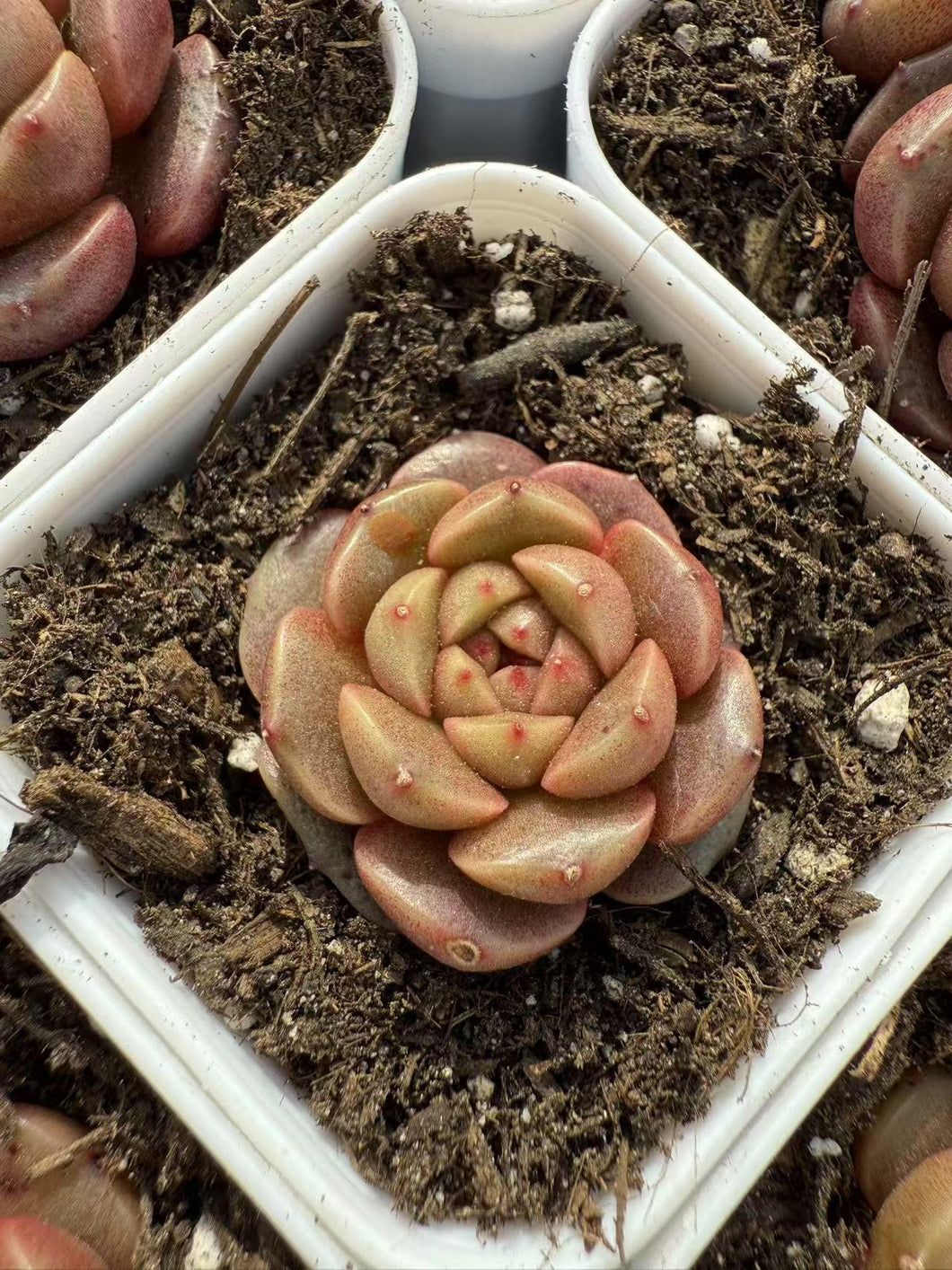 Echeveria chroma chocolate Rare Succulent Live Plant Live Succulent Cactus