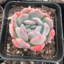 Load image into Gallery viewer, Echeveria Starmark 星马克全明星 Rare Succulent Imported from Korea
