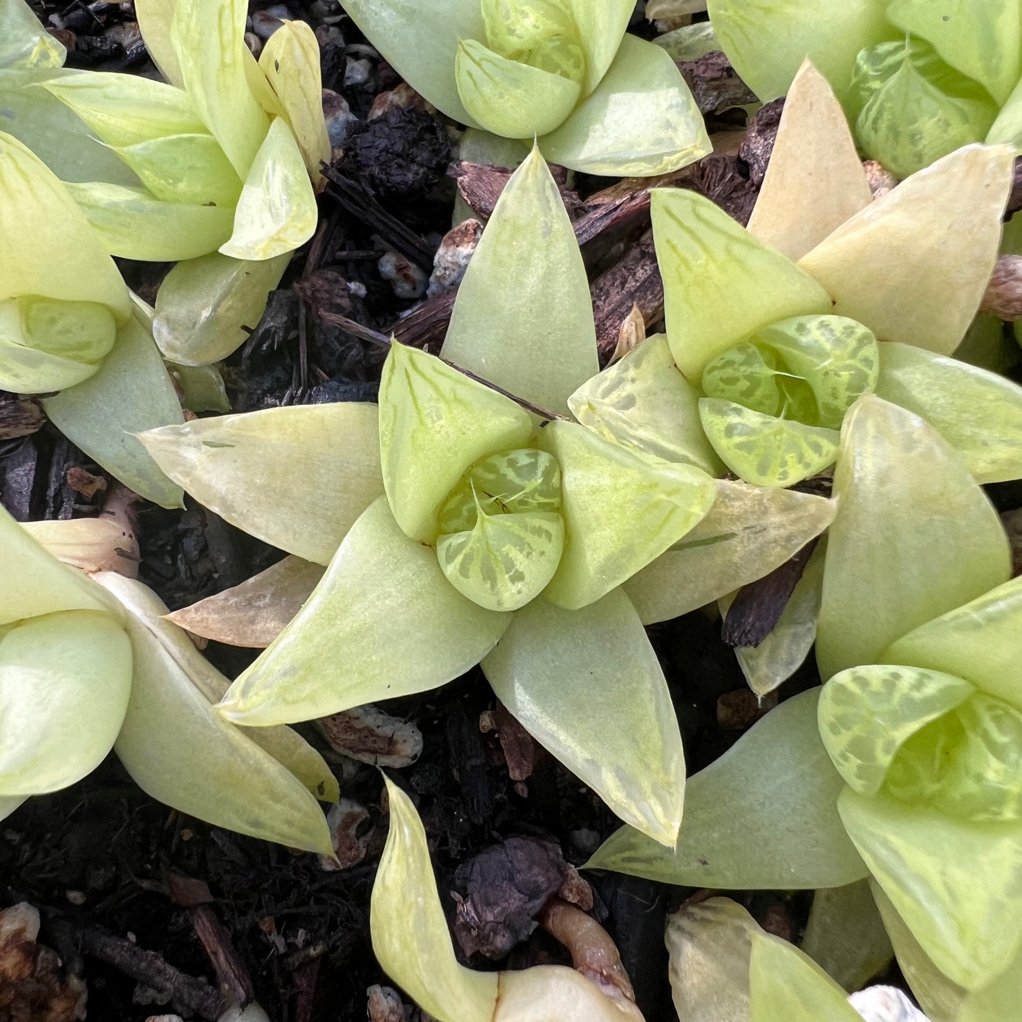 succulent korea Haworthia “gold” baby Rare Succulent Imported from Korea Live Plant Li – cactus cat succulents