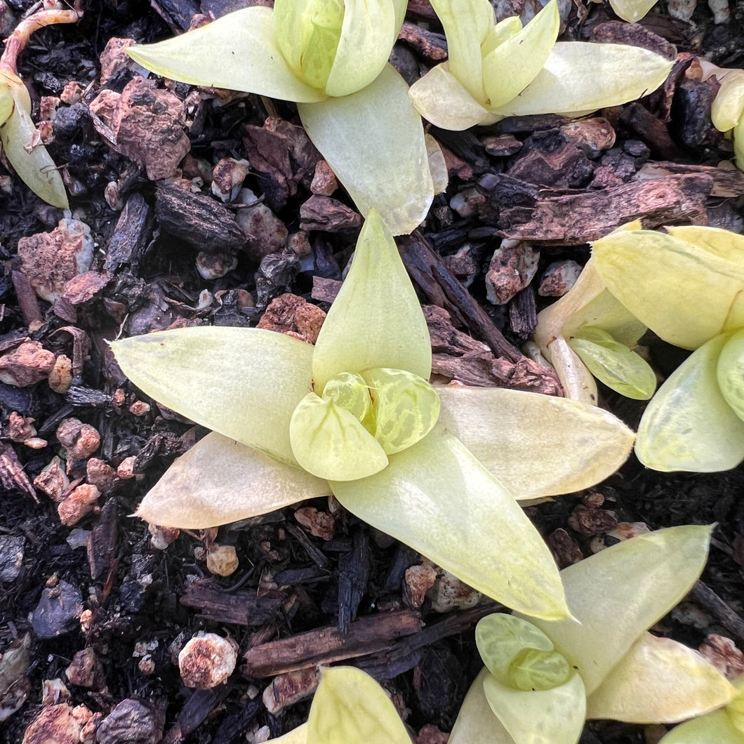 Haworthia “gold” baby Rare Succulent Imported from Korea Live Plant Live Succulent Cactus
