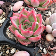 Load image into Gallery viewer, Echeveria Floriana Rare Succulent Imported from Korea

