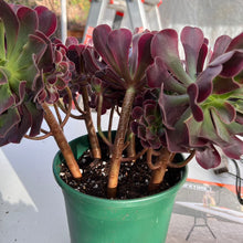 Load image into Gallery viewer, Aeonium Medusa Rare Succulent Imported from Korea Live Plant Live Succulent Cactus
