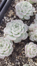 Load and play video in Gallery viewer, Echeveria &quot;red velvet&quot; 天鹅绒/红丝绒 Rare Succulent Imported from Korea
