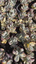 Load and play video in Gallery viewer, Cotyledon orbiculata cv. variegated Rare Succulent Live Plant Live Succulent Cactus
