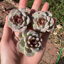 Load image into Gallery viewer, Echeveria red velvet jelly heart Rare Succulent Imported from Korea Live Plant Live Succulent Cactus
