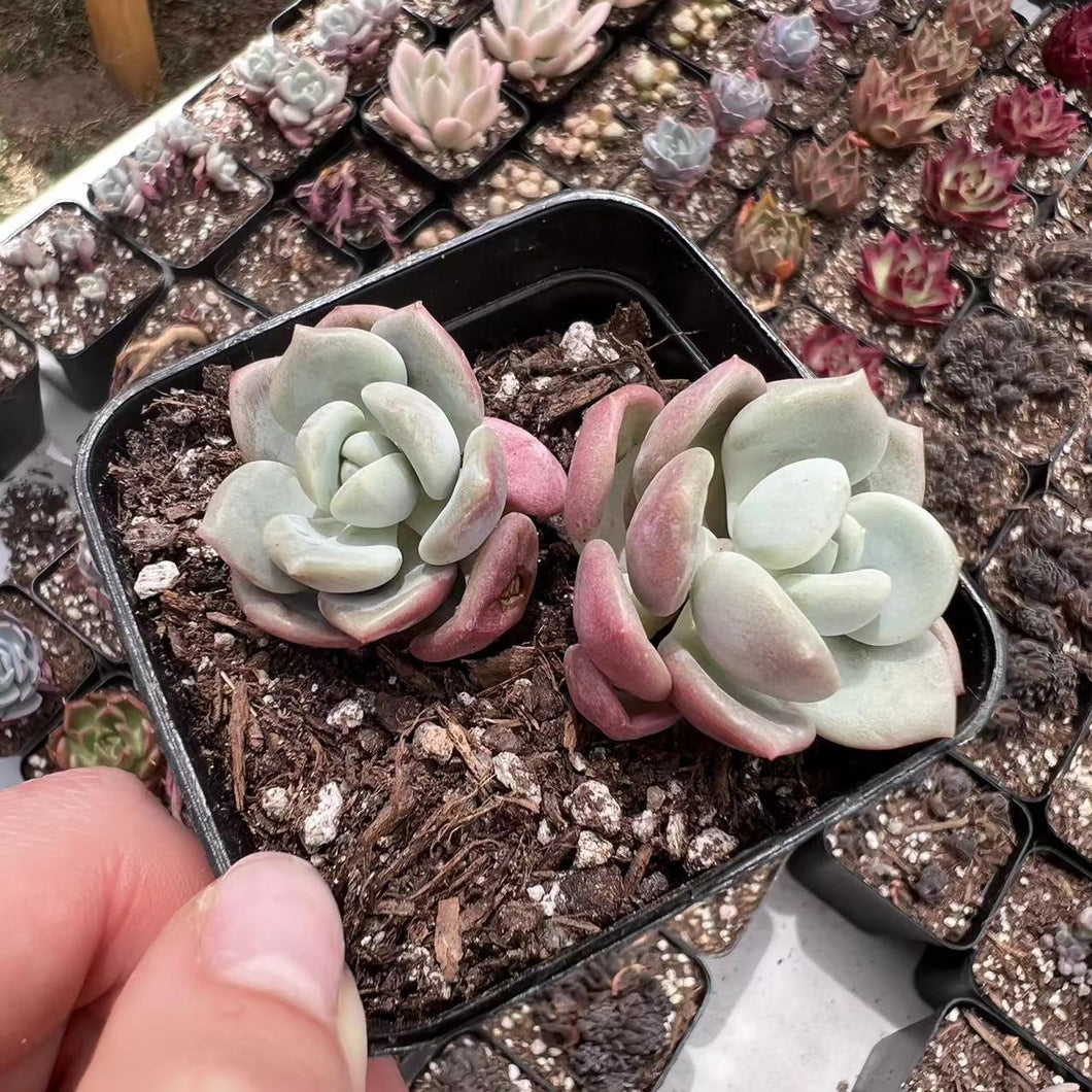 Echeveria amore party Rare Succulent Imported from Korea Live Plant Live Succulent Cactus