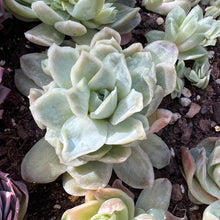 Load image into Gallery viewer, Echeveria raspberry ice variegated Rare Succulent Imported from Korea Live Plant Live Succulent Cactus
