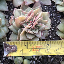 Load image into Gallery viewer, Echeveria mini rubra Rare Succulent Imported from Korea Live Plant Live Succulent Cactus
