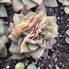 Load image into Gallery viewer, Echeveria mini rubra Rare Succulent Imported from Korea Live Plant Live Succulent Cactus
