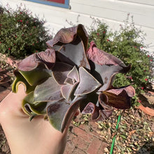 Load image into Gallery viewer, Echeveria heavy metal variegated Rare Succulent Imported from Korea Live Plant Live Succulent Cactus
