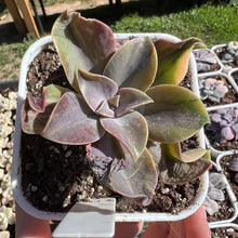 Load image into Gallery viewer, Echeveria heavy metal variegated Rare Succulent Imported from Korea Live Plant Live Succulent Cactus
