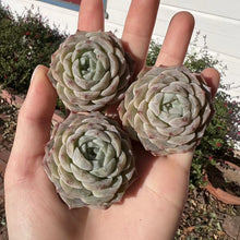 Load image into Gallery viewer, Echeveria pure love Rare Succulent Imported from Korea Live Plant Live Succulent Cactus
