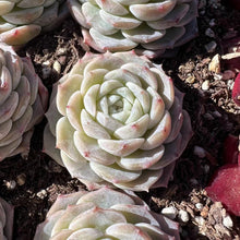 Load image into Gallery viewer, Echeveria pure love Rare Succulent Imported from Korea Live Plant Live Succulent Cactus
