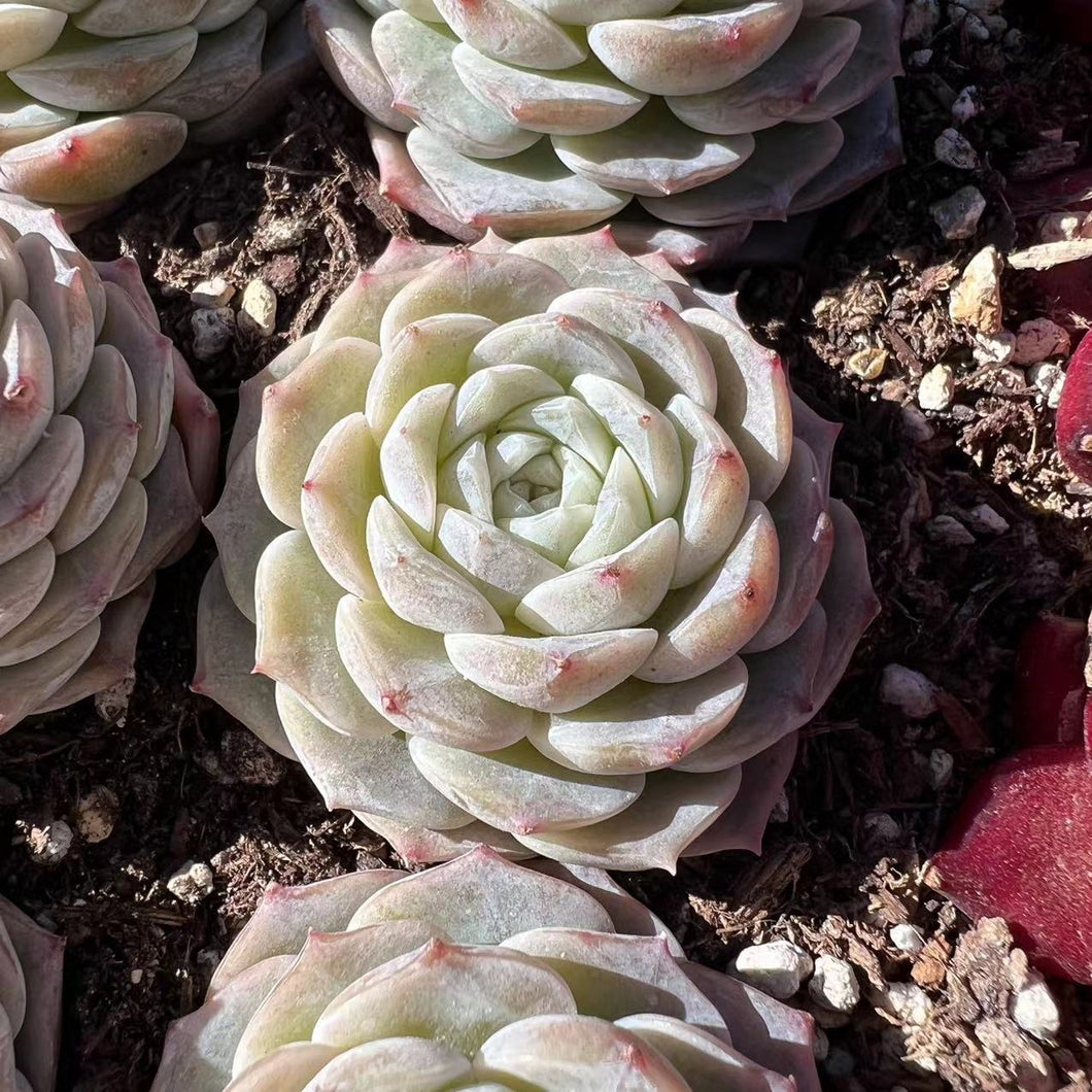 Echeveria pure love Rare Succulent Imported from Korea Live Plant Live Succulent Cactus