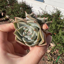 Load image into Gallery viewer, Echeveria still heart double head Rare Succulent Imported from Korea Live Plant Live Succulent Cactus
