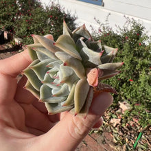 Load image into Gallery viewer, Echeveria still heart double head Rare Succulent Imported from Korea Live Plant Live Succulent Cactus
