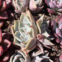 Load image into Gallery viewer, Echeveria still heart double head Rare Succulent Imported from Korea Live Plant Live Succulent Cactus
