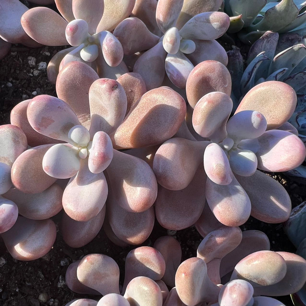 Graptopetalum amethystinum double head Rare Succulent