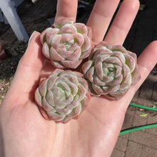 Load image into Gallery viewer, Echeveria mollyvera Rare Succulent Imported from Korea Live Plant Live Succulent Cactus
