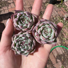 Load image into Gallery viewer, Echeveria casio Rare Succulent Imported from Korea Live Plant Live Succulent Cactus
