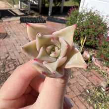 Load image into Gallery viewer, Echeveria madiba Rare Succulent Imported from Korea Live Plant Live Succulent Cactus
