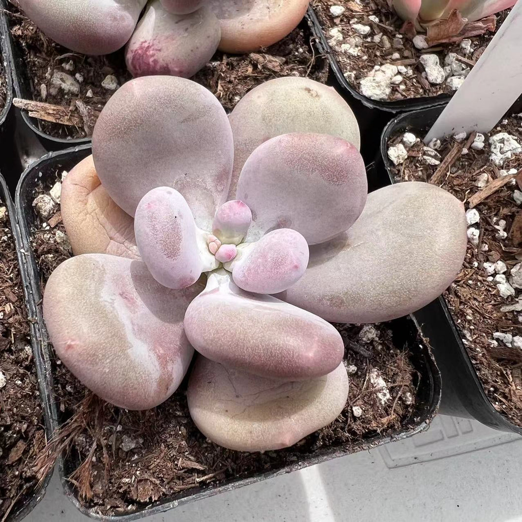 Pachyphytum european beauty Rare Succulent Imported from Korea Live Plant Live Succulent Cactus