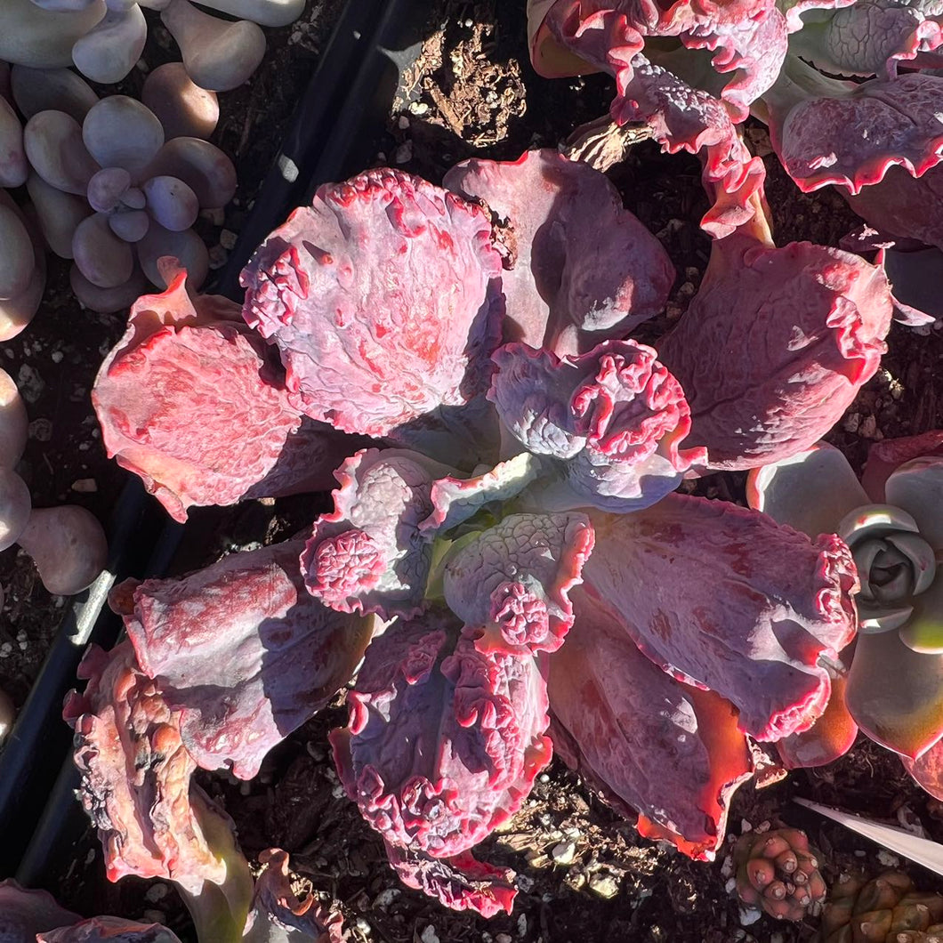 Echeveria lingua Rare Succulent Imported from Korea