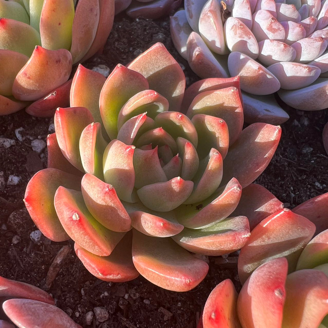 Echeveria Hwaga Rare Succulent Imported from Korea Live Plant Live Succulent Cactus