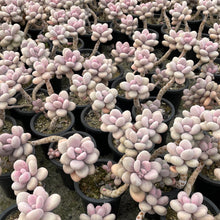 Load image into Gallery viewer, Graptopetalum amethystinum lavender pebble 桃蛋 Rare Succulent Imported from Korea
