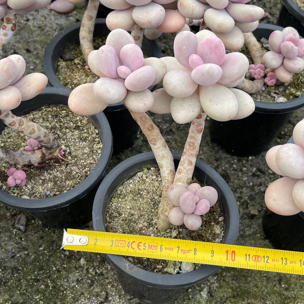 Graptopetalum amethystinum lavender pebble 桃蛋 Rare Succulent Imported from Korea