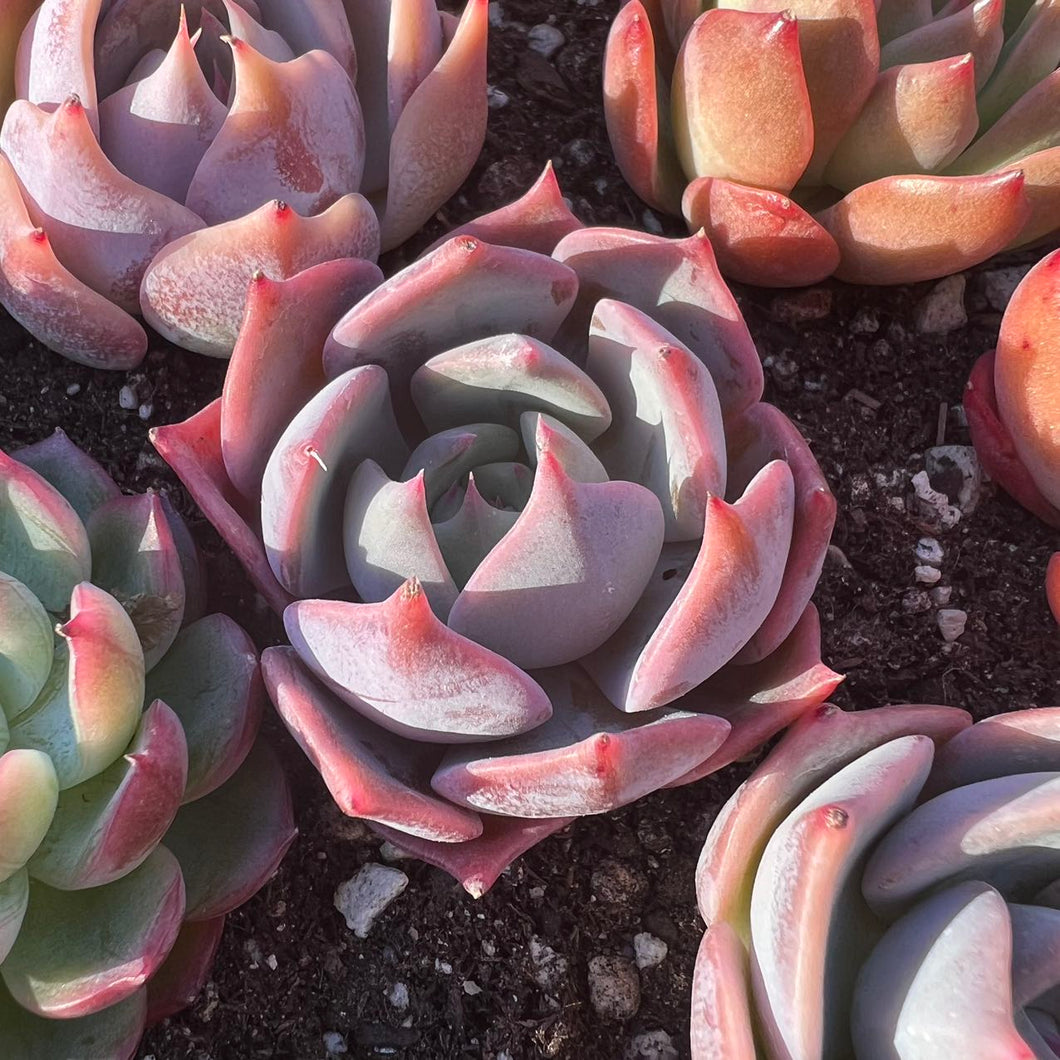 Echeveria steel heart Rare Succulent Imported from Korea Live Plant Live Succulent Cactus