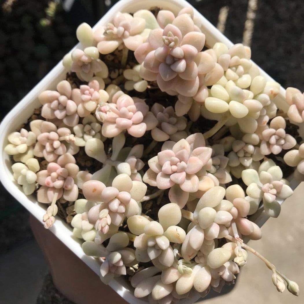 graptopetalum mendozae variegata Graptopetalum mendozae variegated 丸叶姬秋丽锦 Rare Succulent Imported from