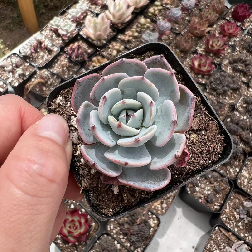 Echeveria picoren Rare Succulent Imported from Korea Live Plant Live Succulent Cactus