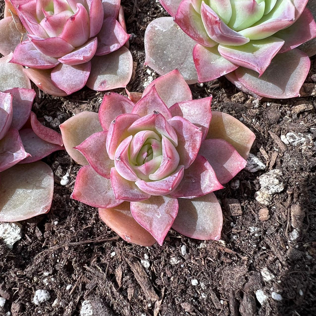 Echeveria the Mood for Love Rare Succulent Imported from Korea