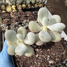 Load image into Gallery viewer, Graptopetalum Cream Stone Rare Succulent Imported from Korea Live Plant Live Succulent Cactus
