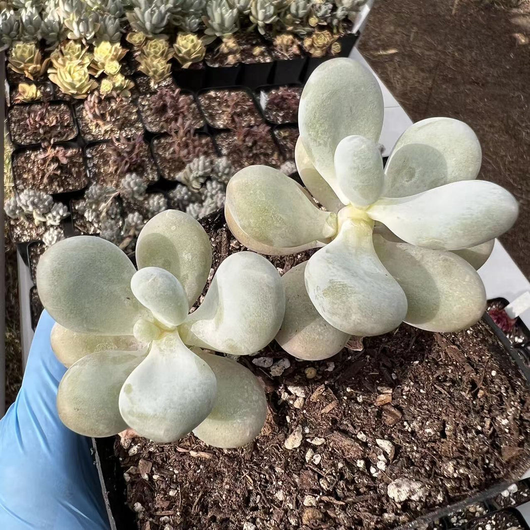 Graptopetalum Cream Stone Rare Succulent Imported from Korea Live Plant Live Succulent Cactus