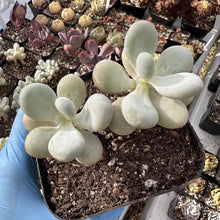 Load image into Gallery viewer, Graptopetalum Cream Stone Rare Succulent Imported from Korea Live Plant Live Succulent Cactus
