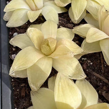 Load image into Gallery viewer, Haworthia cymbiformis ssp. &quot;gold&quot; Rare Succulent Imported from Korea Live Plant Live Succulent Cactus
