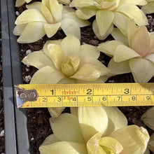 Load image into Gallery viewer, Haworthia cymbiformis ssp. &quot;gold&quot; Rare Succulent Imported from Korea Live Plant Live Succulent Cactus
