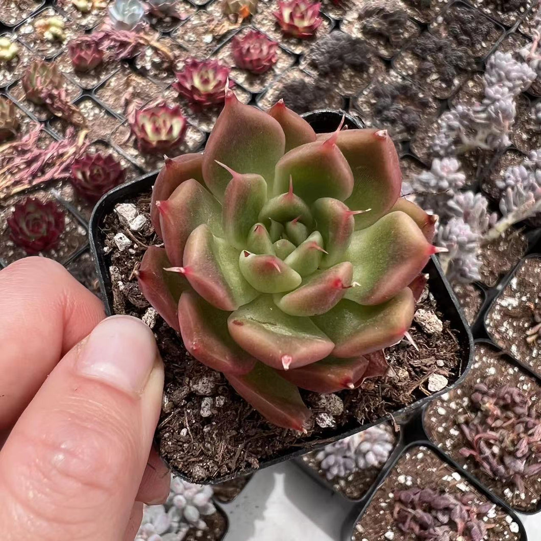 Echeveria sunday moon Rare Succulent Imported from Korea Live Plant Live Succulent Cactus