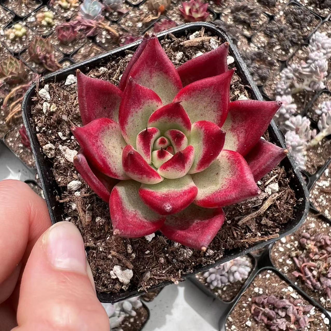 Echeveria magic crown Rare Succulent Imported from Korea Live Plant Live Succulent Cactus