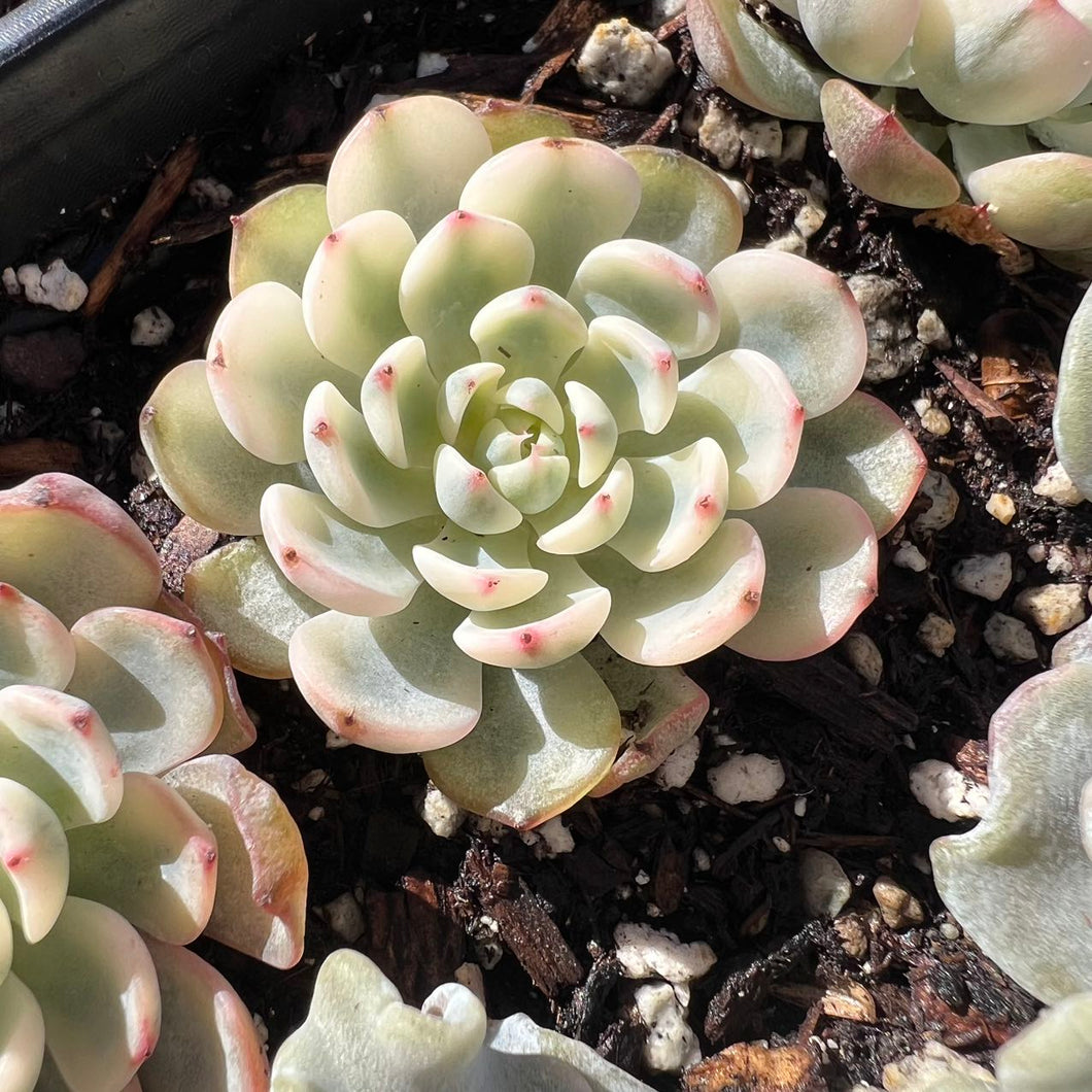 Echeveria minima variegated Rare Succulent