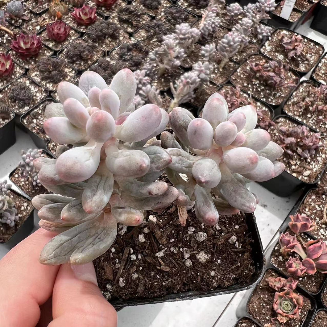 Pachyphytum 'Machucae' Baby finger Rare Succulent Imported from Korea Live Plant Live Succulent Cactus