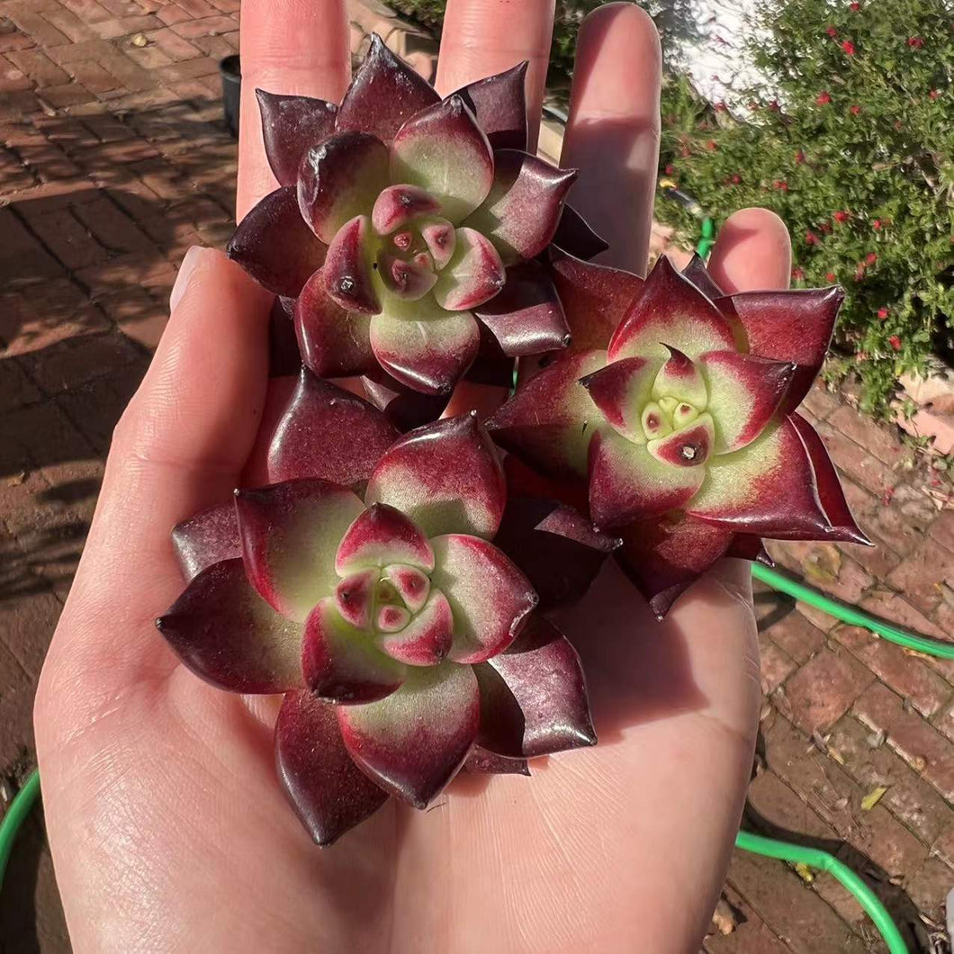 Echeveria kaist Rare Succulent Imported from Korea Live Plant Live Succulent Cactus