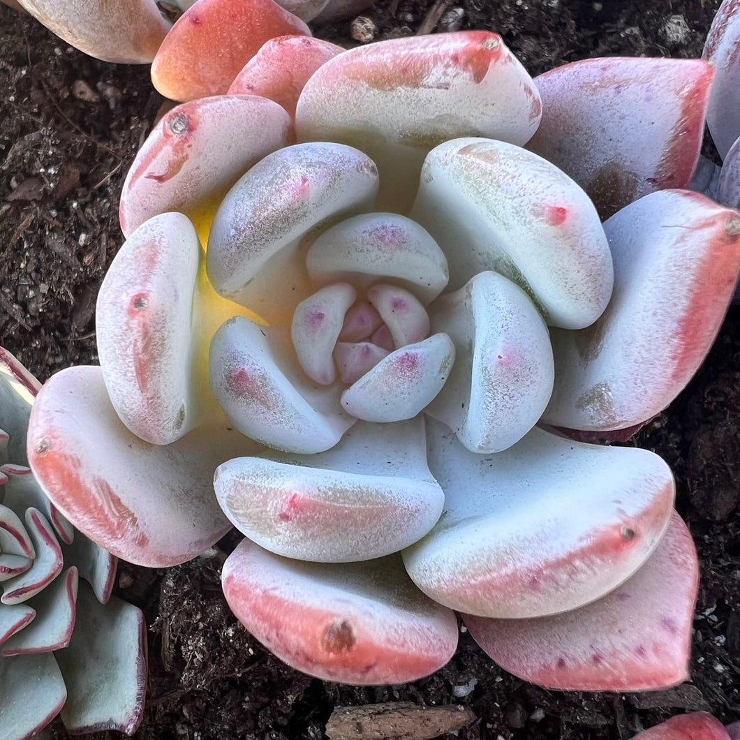Echeveria trumso 嫦娥 Rare Succulent Imported from Korea