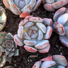 Load image into Gallery viewer, Echeveria trumso 嫦娥 Rare Succulent Imported from Korea
