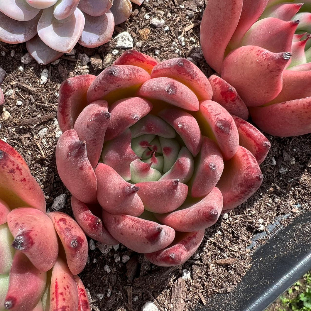Echeveria Anju Rare Succulent Imported from Korea